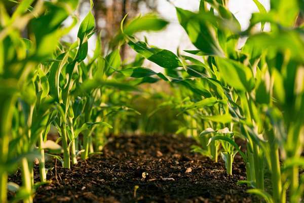 Manifest evropské mise Půda (Soil deal for Europe)