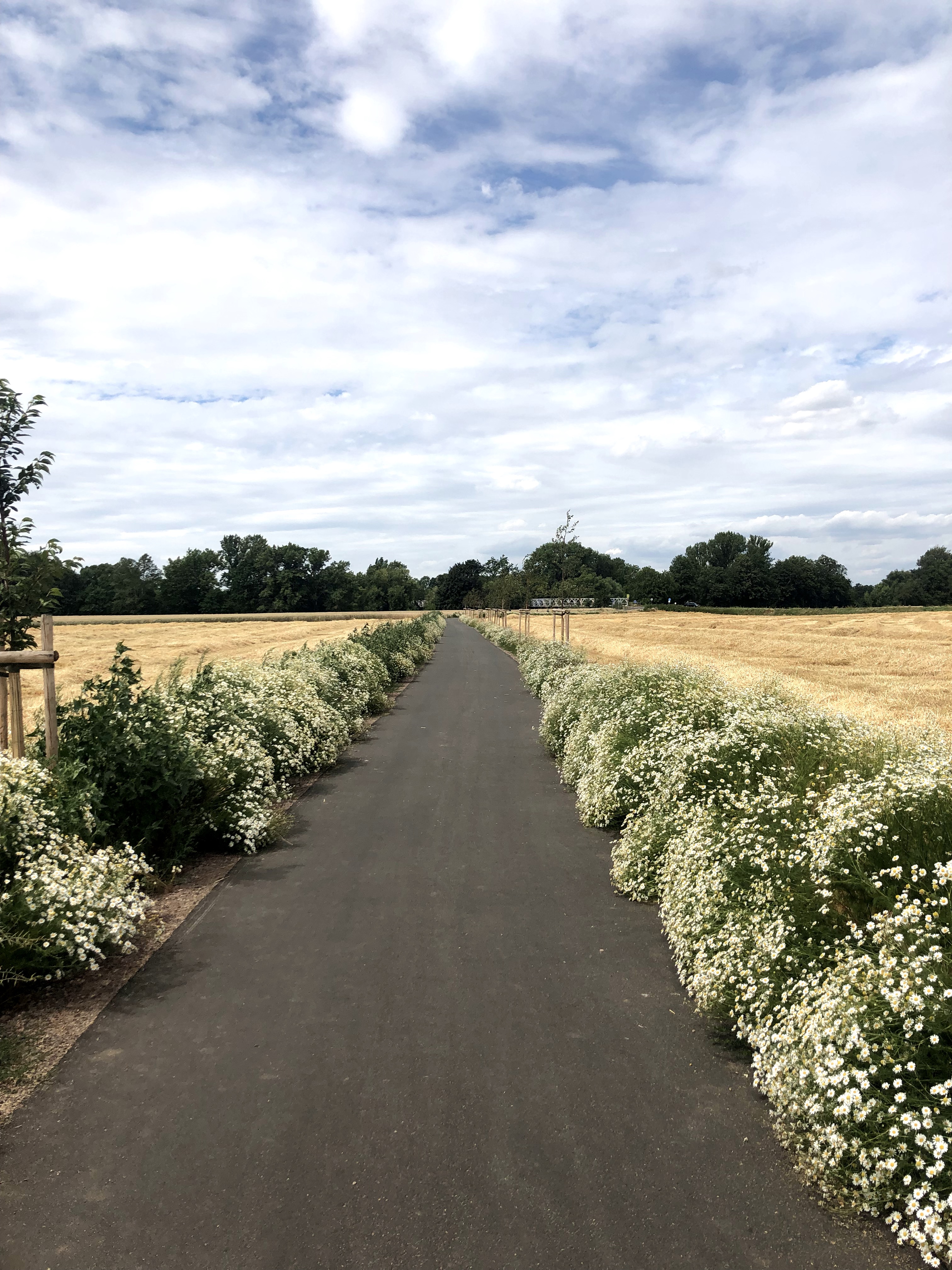 Cyklostezka Hradec Králové - Pardubice: Stezka Mechu a Perníku - trasa přes slepé rameno