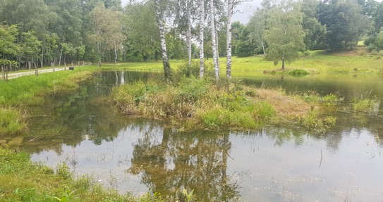 Rybník 55 v Rajchéřově