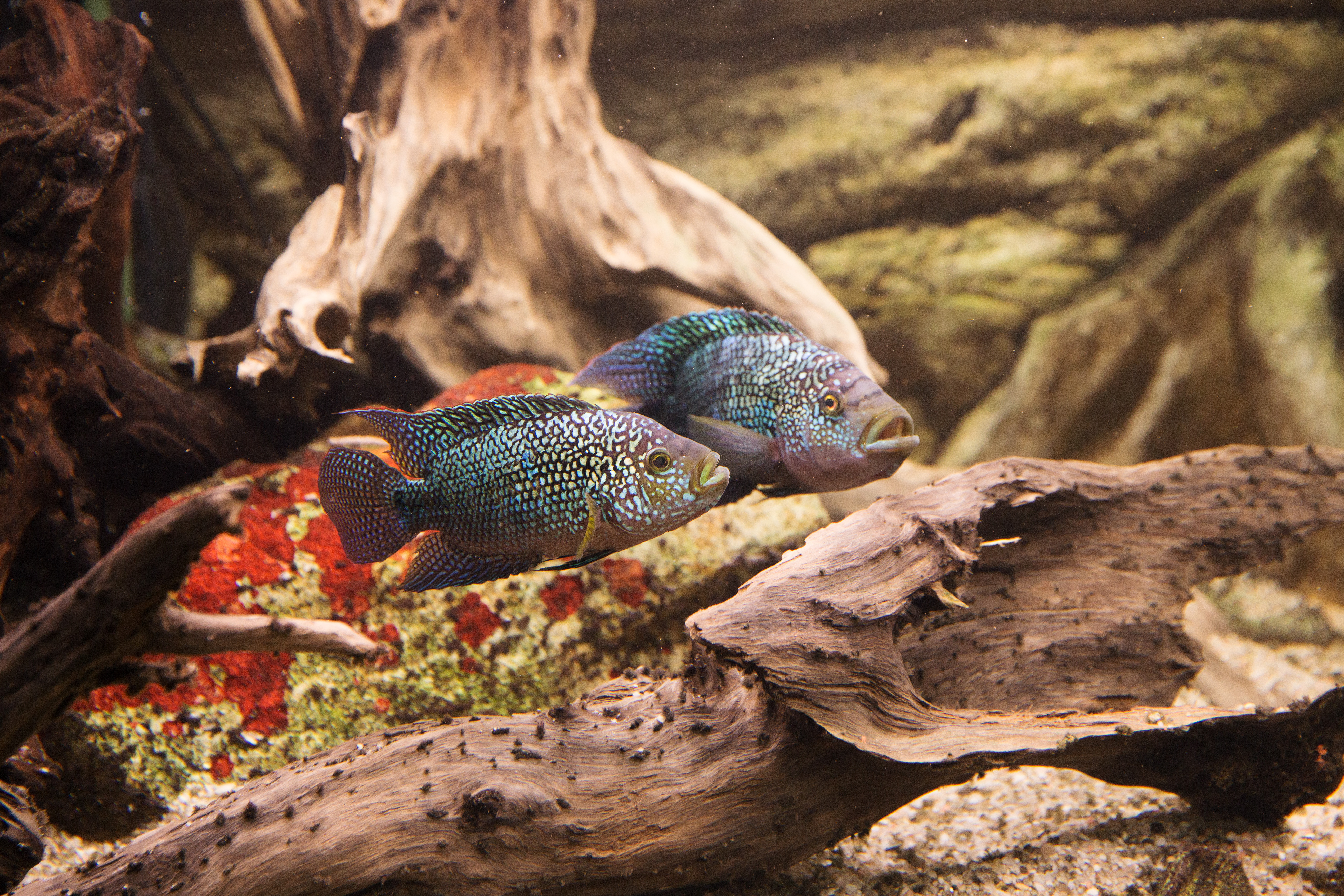 Zvyšování kvality výuky na Střední rybářské škole Vodňany a zvyšování motivace žáků základních škol ke vzdělávání v technických a přírodovědných oborech