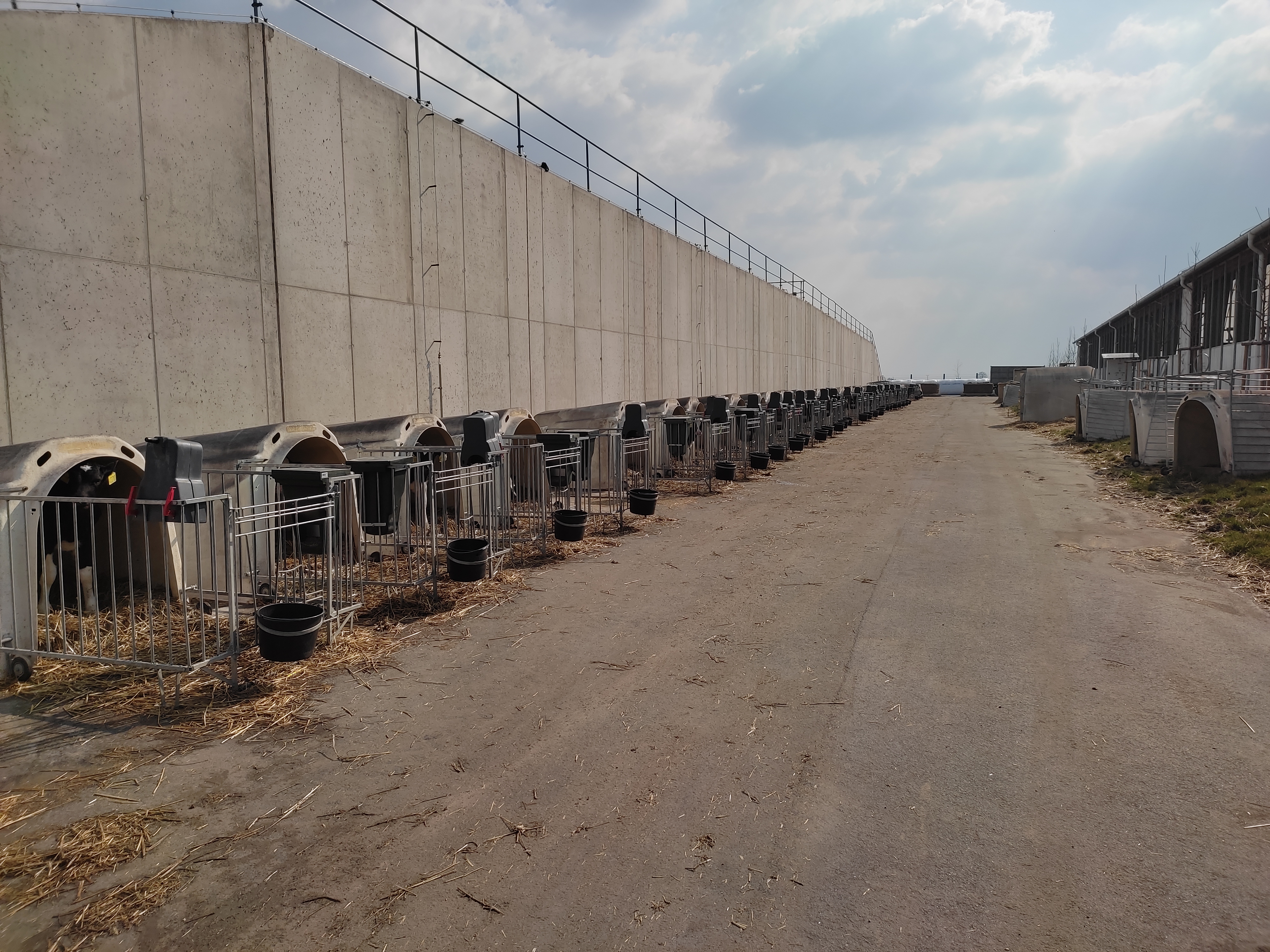 Zlepšení welfare skotu a telat