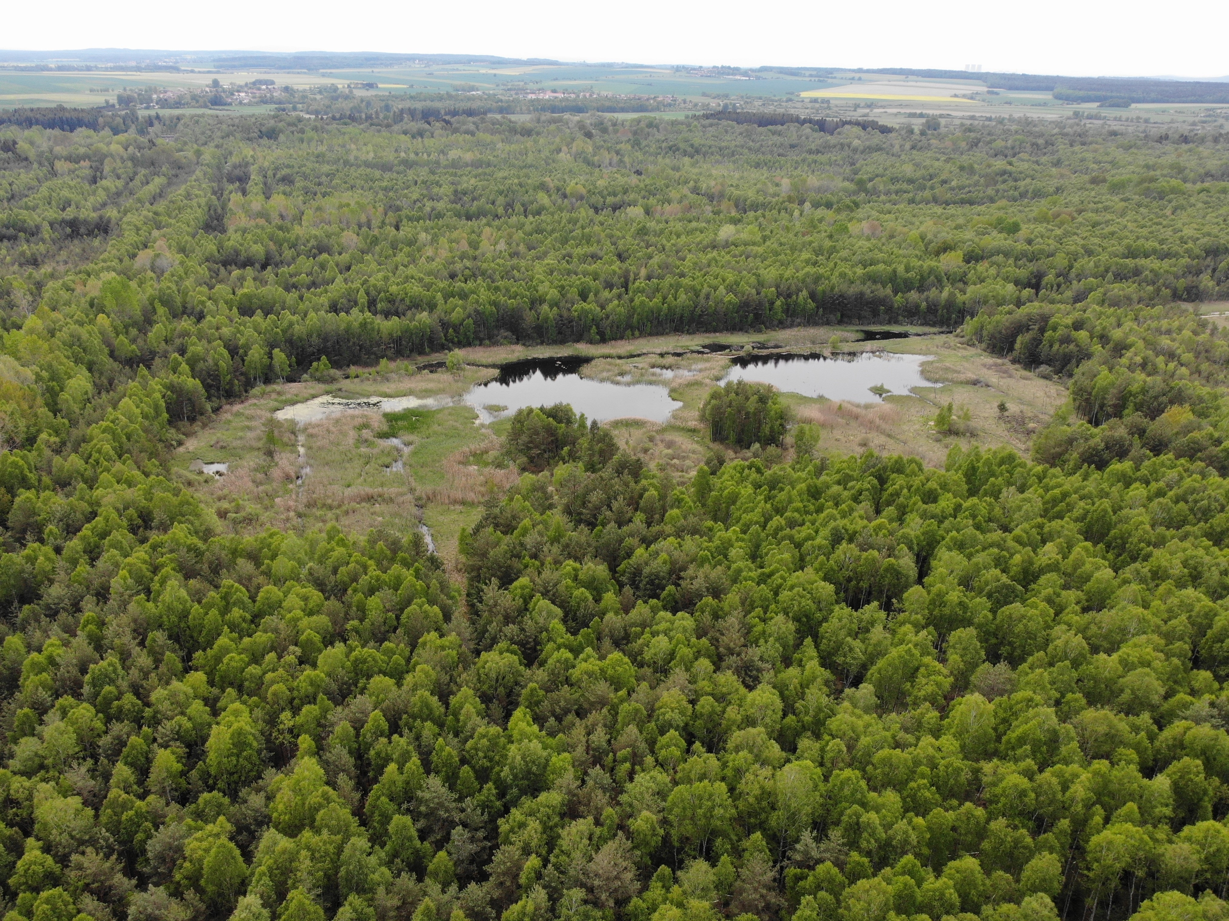 Revitalizace Borkovických blat