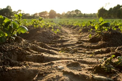 Národní workshop k evropské misi „Soil deal for Europe“ dne 18. června 2024